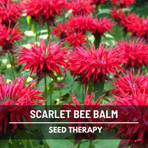 Scarlet Bee Balm Seeds – Edible, Medicinal Herb, Spicy-Mint Flowers, Teas, Salads, Garnishes, Pollinator Plant | 20 Seeds