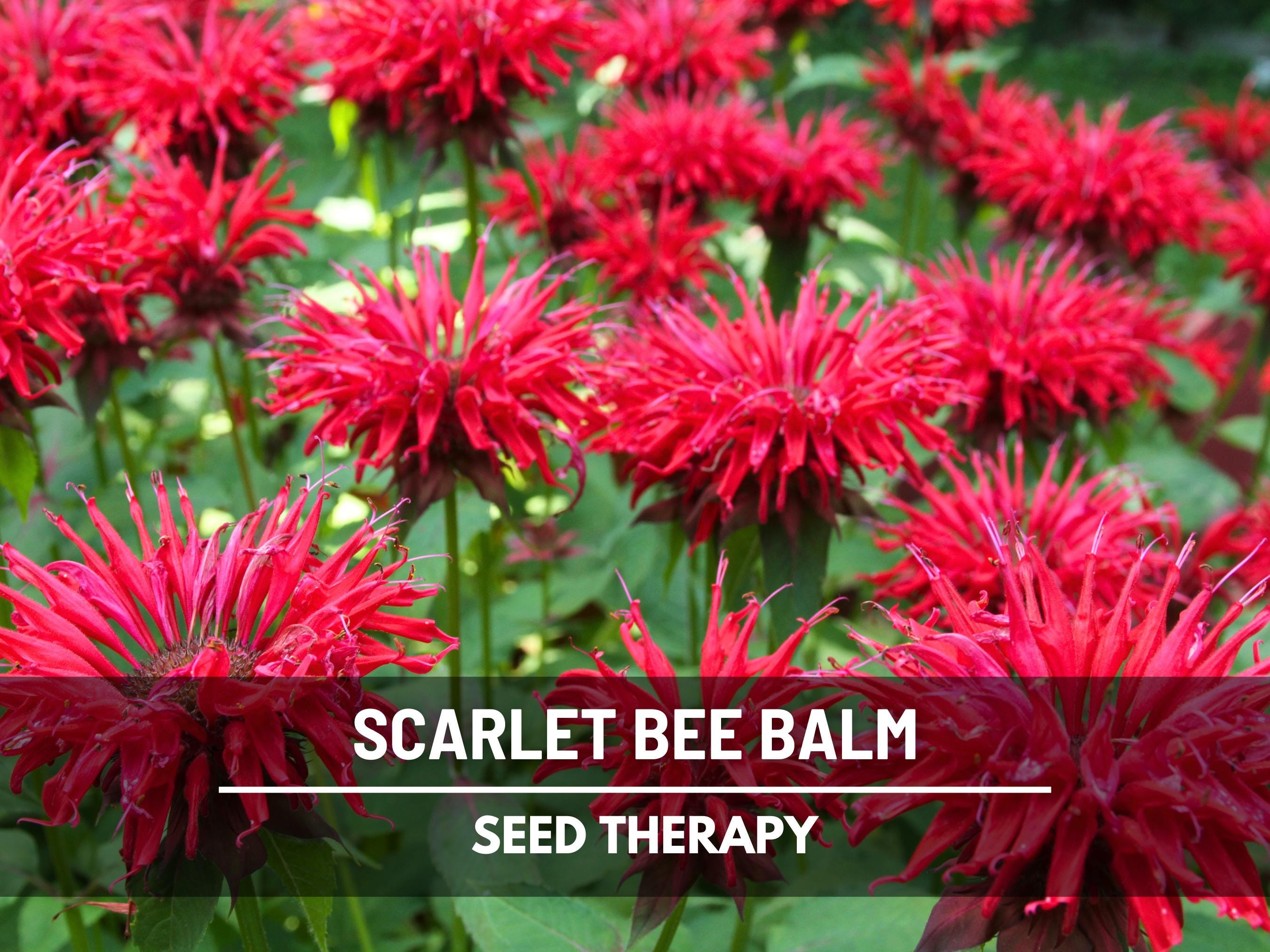 Scarlet Bee Balm Seeds - Heirloom Herb, Hummingbird Magnet, Bee Friendly (20 Seeds)
