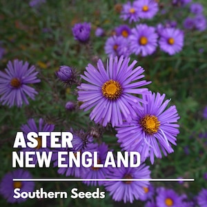 Aster, New England - 200 Seeds - Heirloom Flower - Native Wildflower (Aster novae-angliae)