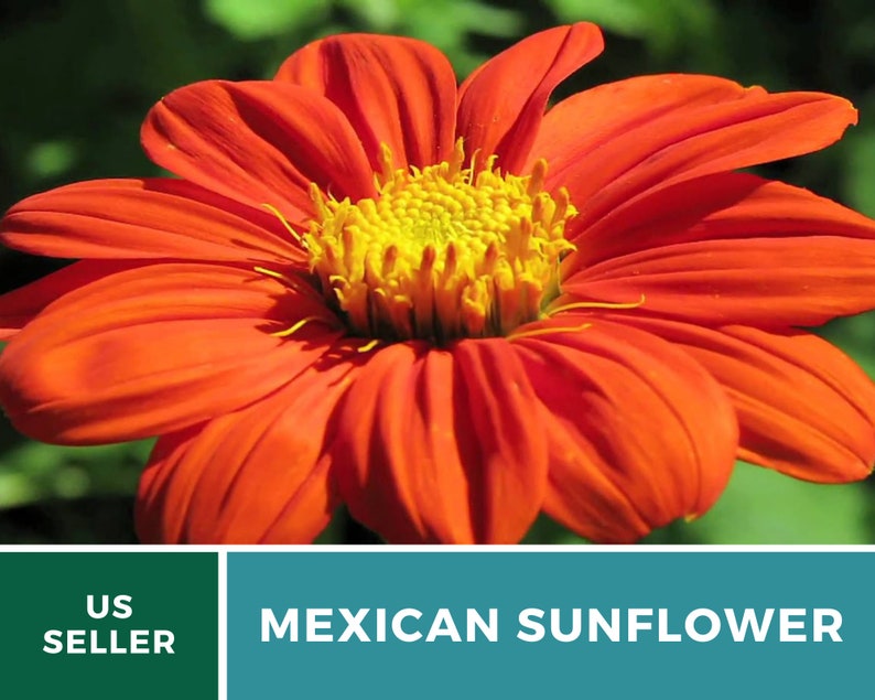 Seed Therapy Mexican Sunflower Seeds - Thumbnail 4