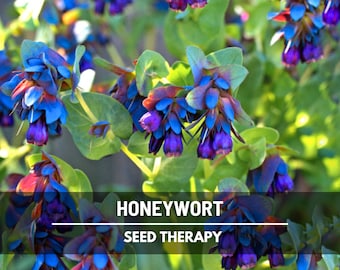 Honeywort (Cerinthe major) Seeds - Blue Shrimp Plant, Pride of Gibraltar, Heirloom Flower, Blue Blooms | 10 Seeds