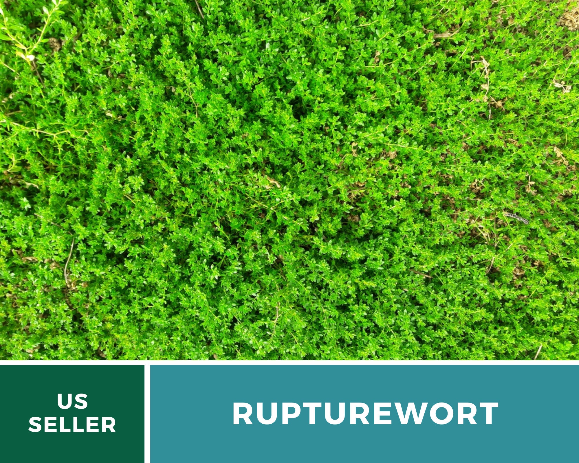 Rupturewort Green Carpet 100 Seeds Medicinal & Edible Etsy