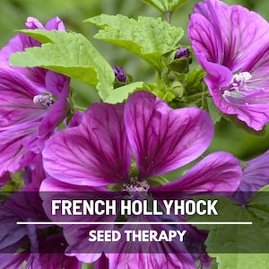 French Hollyhock Seeds – Heirloom Cottage Garden Flower (25 Seeds)