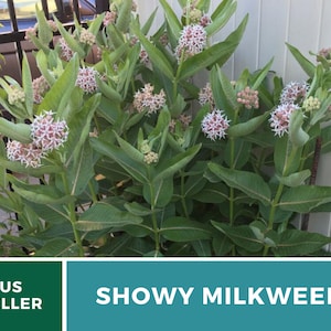 May include: A close-up of a cluster of pink and white showy milkweed flowers. The flowers are in bloom and have a delicate, feathery appearance. The plant is growing in a garden setting and is surrounded by green leaves.