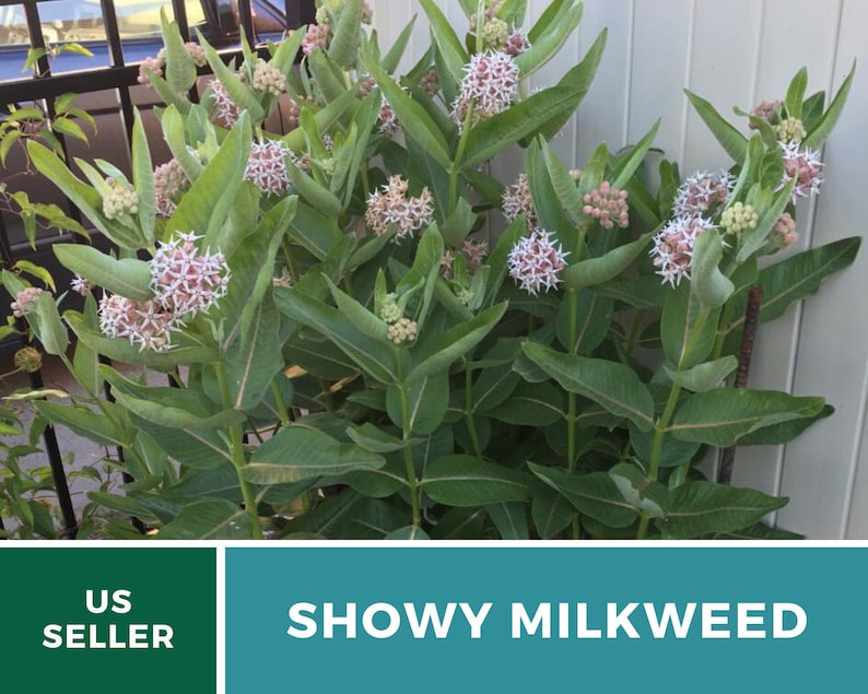 May include: A close-up of a cluster of pink and white showy milkweed flowers. The flowers are in bloom and have a delicate, feathery appearance. The plant is growing in a garden setting and is surrounded by green leaves.