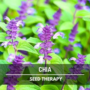 Chia Seeds – Heirloom Culinary and Medicinal Herb, Non‑GMO Superfood & Easy to Grow, Pollinator Friendly | 250 Seeds