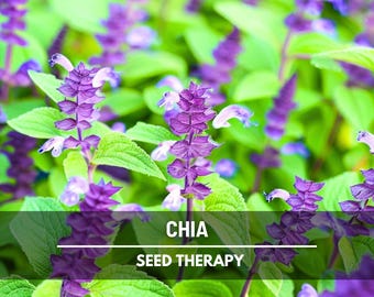 Chia Seeds - Heirloom Culinary Herb, Non-GMO, Pollinator Friendly (250 Seeds)