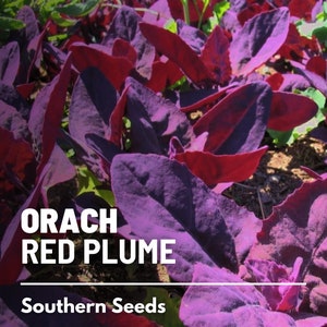 Orach, Red Plume (Triple Mountain Spinach) - 25 Seeds - Heirloom Leafy Green - Excellent Spinach Alternative (Atriplex hortensis)