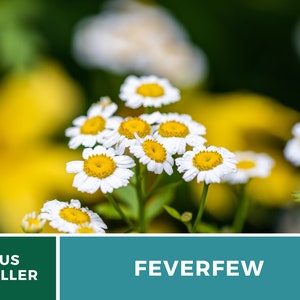 May include: Close-up of white feverfew flowers with yellow centres, blooming in a garden setting. The flowers are in focus, while the background is blurred and green.