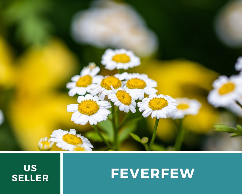 May include: Close-up of white feverfew flowers with yellow centres, blooming in a garden setting. The flowers are in focus, while the background is blurred and green.