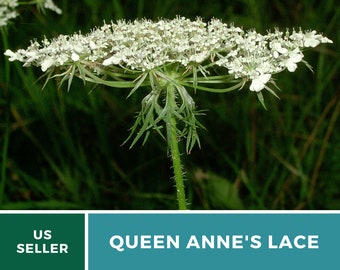 Queen Anne's Lace (Daucus carota) - 100 Seeds