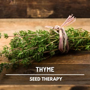 Common Thyme Seeds – Heirloom Herb, Culinary & Medicinal, English and German Varieties, Kitchen Windowsill Plant | 250 Seeds