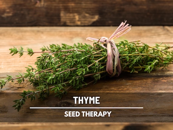 Common Thyme Seeds – Heirloom Herb, Culinary & Medicinal, English and German Varieties, Kitchen Windowsill Plant | 250 Seeds