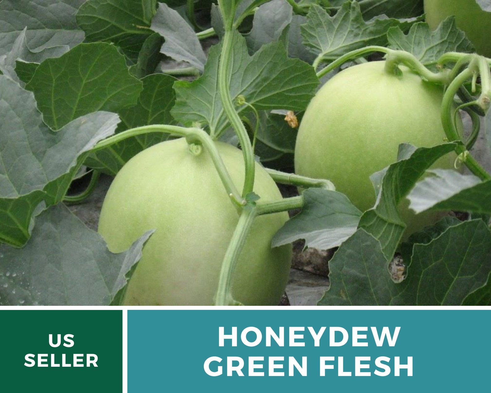 Melon Green Flesh Honeydew 20 Seeds Heirloom Open Etsy