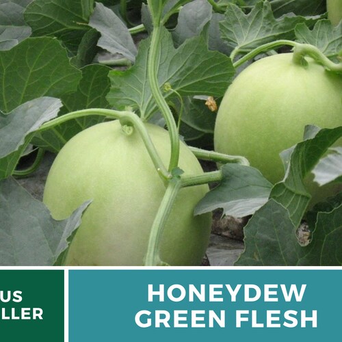 Green Flesh Honeydew Melon Seeds Cucumis Melo Honey Girl Dew Etsy