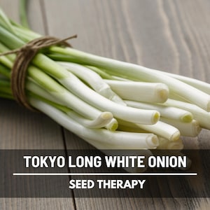 Tokyo Long White Onion Seeds – Heirloom Bunching Onion, Japanese Scallion, Green Onion, Non-GMO | 200 Seeds