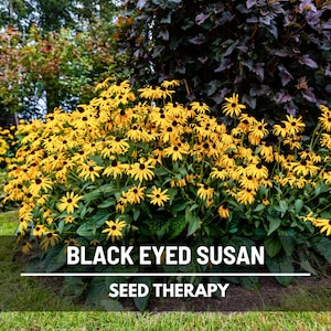 Black-Eyed Susan Seeds – Heirloom Medicinal and Native Wildflower, Long-Blooming, Loved by Goldfinches, Bees, and Pollinators | 100 Seeds