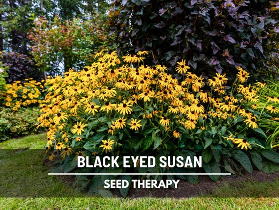 Black-Eyed Susan Seeds – Long-Blooming Heirloom, A Goldfinch & Bee Favorite (100 Seeds)