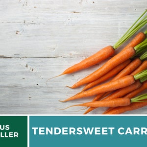 May include: A bunch of fresh, orange-colored,  tendersweet carrots with green tops on a white wooden surface.  Tendersweet Carrot.