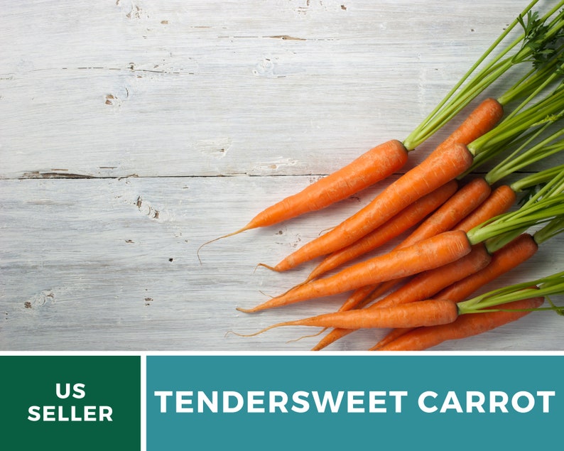 May include: A bunch of fresh, orange-colored,  tendersweet carrots with green tops on a white wooden surface.  Tendersweet Carrot.