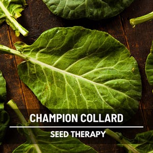 Champion Collard Greens Seeds – Heirloom, Open Pollinated, Non-GMO, Nutritious Vegetable, Garden Favorite | 100 Seeds