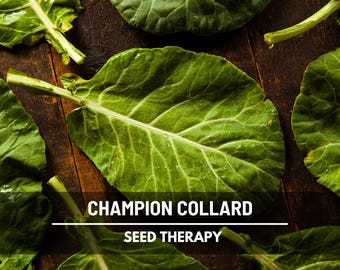 Champion Collard Greens Seeds – Heirloom, Open Pollinated, Non-GMO, Nutritious Vegetable, Garden Favorite | 100 Seeds