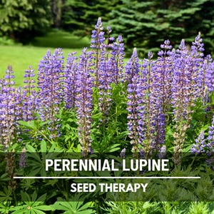 Perennial Lupine Seeds – Heirloom Flower, US Native Wildflower, Pollinator Friendly and Hardy Perennial | 50 Seeds