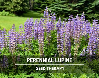 Perennial Lupine Seeds – Heirloom Flower, US Native Wildflower, Pollinator Friendly and Hardy Perennial | 50 Seeds