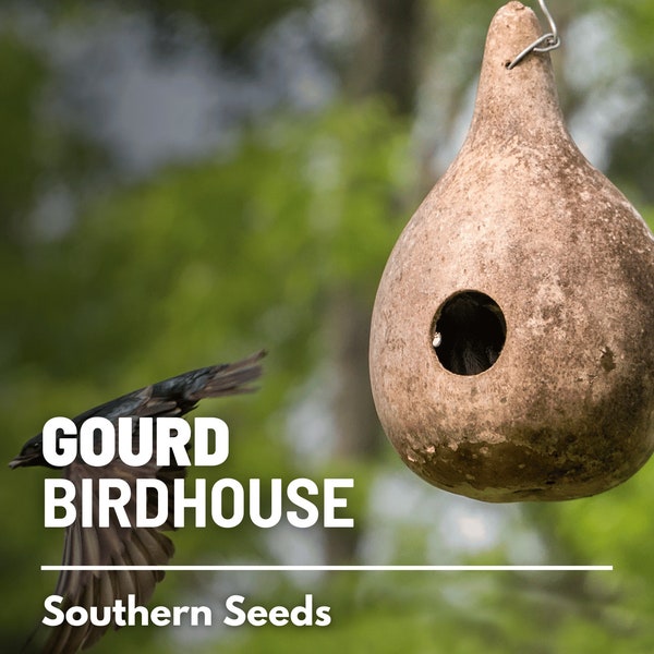 Gourd, Birdhouse Bottle - 15 Seeds - Heirloom Vegetable - Open Pollinated - Non-GMO (Lagenaria siceraria)