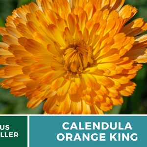 Calendula, Orange King 100 Seeds Heirloom Culinary & Medicinal Flower Non-GMO Calendula officinalis image 9