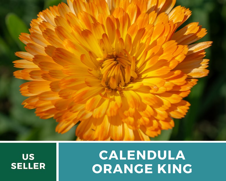 Calendula, Orange King 100 Seeds Heirloom Culinary & Medicinal Flower Non-GMO Calendula officinalis image 9