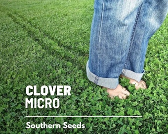 Clover, Micro (Mini) - 10,000 Seeds - Lawn Alternative, Landscaping, Grass Supplement, White Clover, Perennial (Trifolium repens)