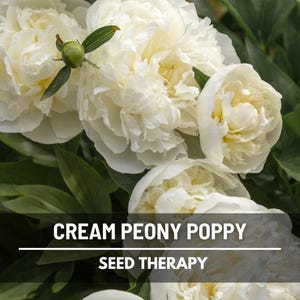 Semillas de amapola peonía crema – Flor tradicional, Papaver paeoniflorum, flores dobles de color blanco crema, pétalos ondulados / 100 semillas