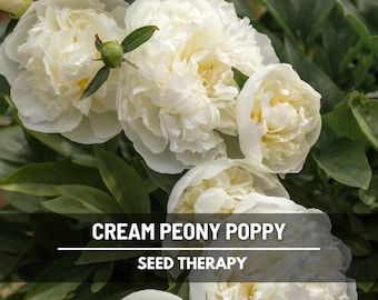Cream Peony Poppy Seeds – Heirloom Flower, Papaver paeoniflorum, Double Creamy White Flowers, Ruffled Petals | 100 Seeds