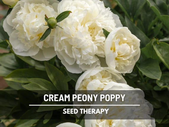 Cream Peony Poppy Seeds – Heirloom Flower, Papaver paeoniflorum, Double Creamy White Flowers, Ruffled Petals | 100 Seeds
