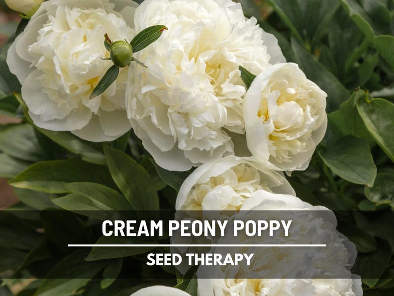 Cream Peony Poppy Seeds – Heirloom Flower, Papaver paeoniflorum, Double Creamy White Flowers, Ruffled Petals | 100 Seeds image 1