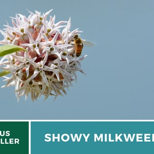 May include: A close-up of a white and pink Showy Milkweed flower with a bee on it. The flower is in bloom and has a round shape. The background is a light blue sky.