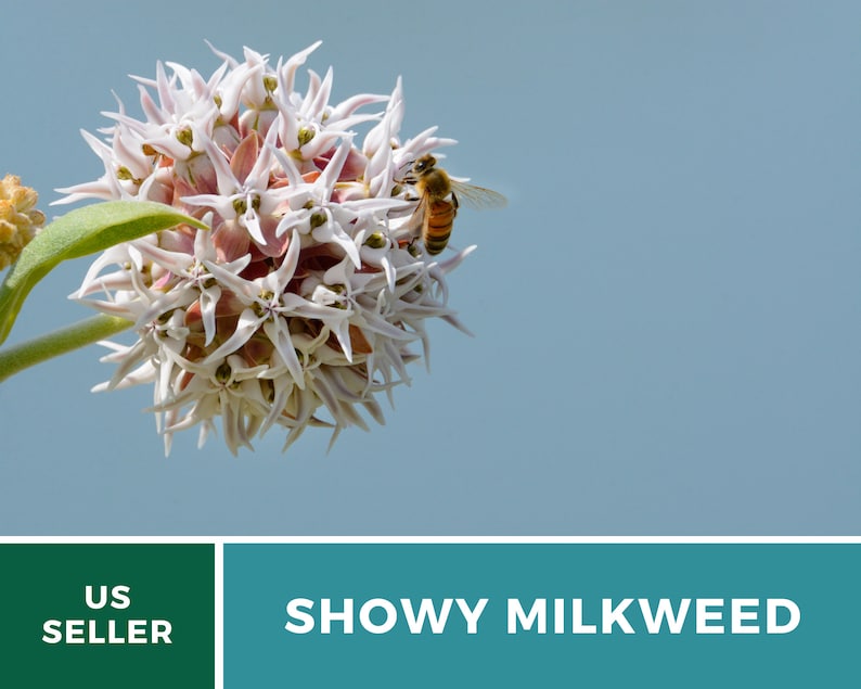 May include: A close-up of a white and pink Showy Milkweed flower with a bee on it. The flower is in bloom and has a round shape. The background is a light blue sky.