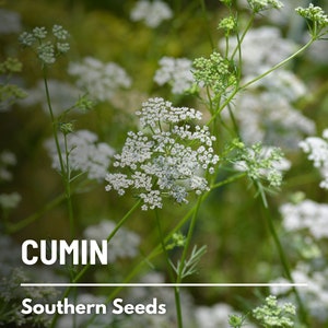 Cumin - 100 Seeds - Heirloom Spice - Culinary & Medicinal Herb (Cuminum cyminum)