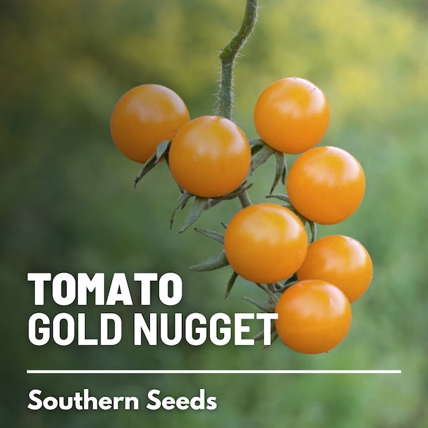 Tomato, Gold Nugget - 50 Seeds - Heirloom Vegetable, Determinate Plant, Cherry Tomato, Non-GMO (Solanum lycopersicum)