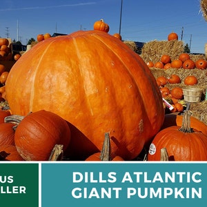 May include: A large orange pumpkin, labeled "Dills Atlantic Giant Pumpkin", surrounded by smaller pumpkins. The pumpkins are displayed on a bed of straw.