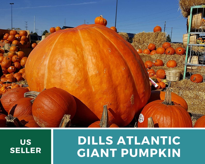 May include: A large orange pumpkin, labeled "Dills Atlantic Giant Pumpkin", surrounded by smaller pumpkins. The pumpkins are displayed on a bed of straw.
