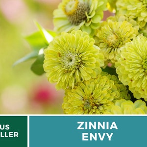 May include: Close-up of a bouquet of bright green Zinnia Envy flowers. The flowers have a delicate, layered appearance with a central yellow eye.