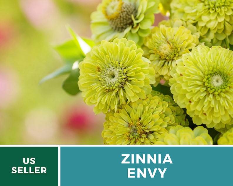 May include: Close-up of a bouquet of bright green Zinnia Envy flowers. The flowers have a delicate, layered appearance with a central yellow eye.