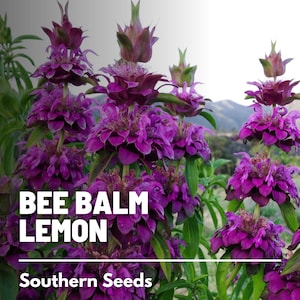 Bee Balm, Lemon Mint Bergamot - 100 Seeds - Heirloom Culinary & Medicinal Herb  (Monarda citriodora)