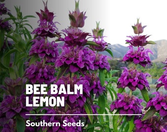 Bee Balm, Lemon Mint Bergamot - 100 Seeds - Heirloom Culinary & Medicinal Herb  (Monarda citriodora)