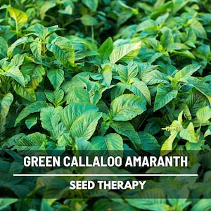 Green Callaloo Amaranth Seeds (250), Fast-Growing Heirloom Greens, Spinach Substitute, Easy to Grow