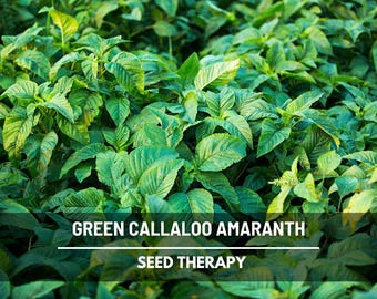 Semillas de amaranto Callaloo verde: verduras tradicionales, de rápido crecimiento y sustituto de la espinaca, fáciles de cultivar, hojas nutritivas / 100 semillas