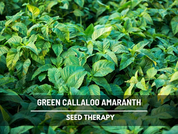 Green Callaloo Amaranth Seeds – Heirloom Greens, Fast-Growing & Spinach Substitute, Easy to Grow, Nutritious Leaves | 100 Seeds
