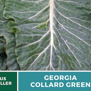 Puede incluir: Primer plano de col rizada de Georgia fresca, verde oscuro, con gotas de agua en las hojas. Vendedor de EE. UU.